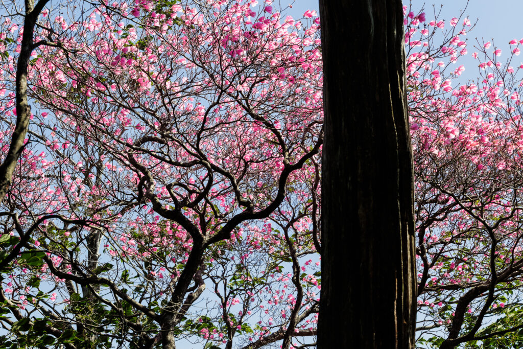 工石山のツツジ
