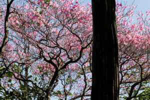 工石山のツツジ