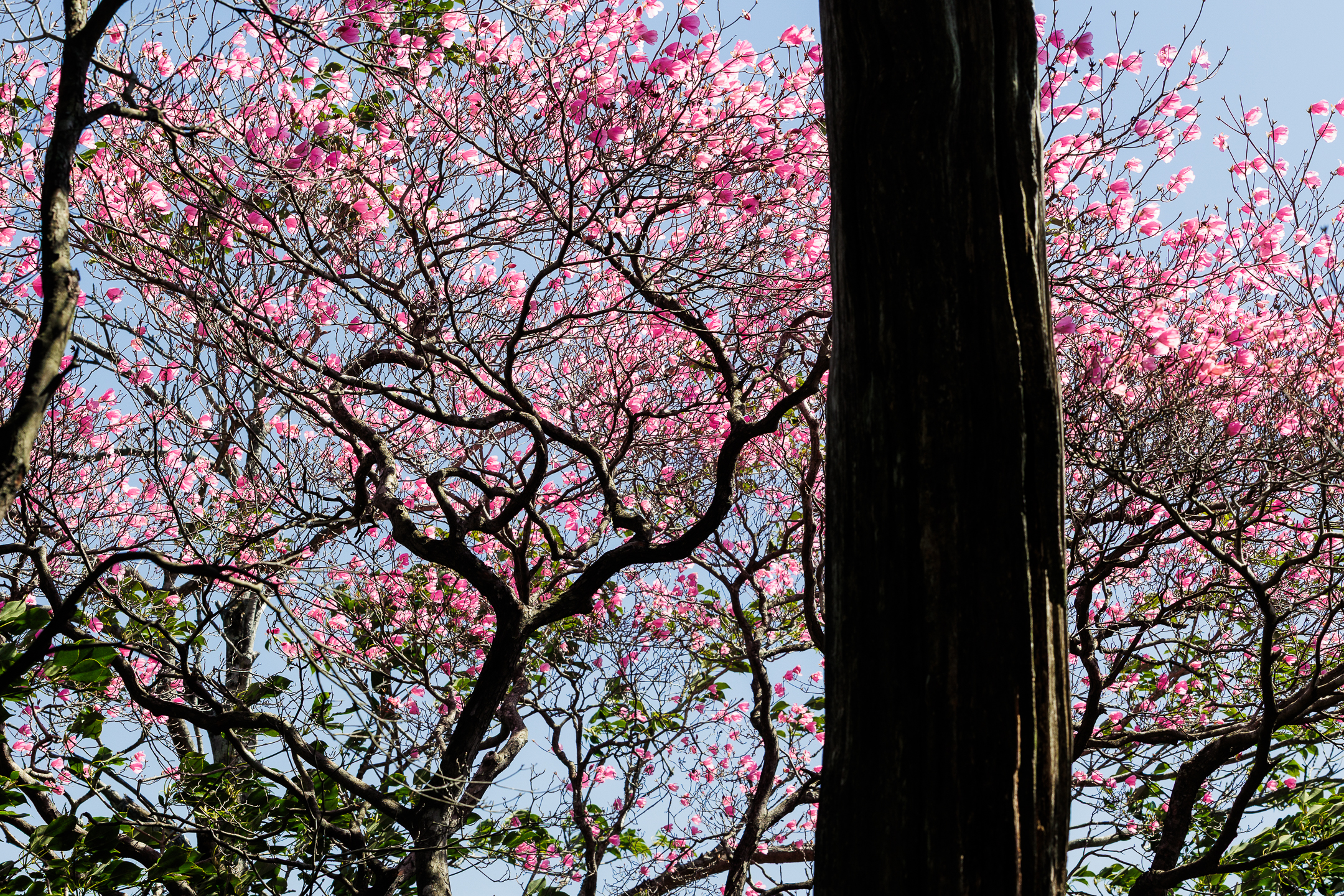 工石山のツツジ