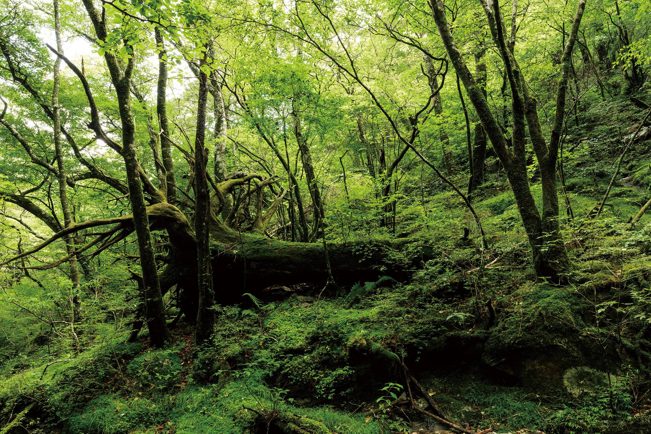 サイの河原 苔に包まれた倒木 - 写真集「into the forest : kuishi」