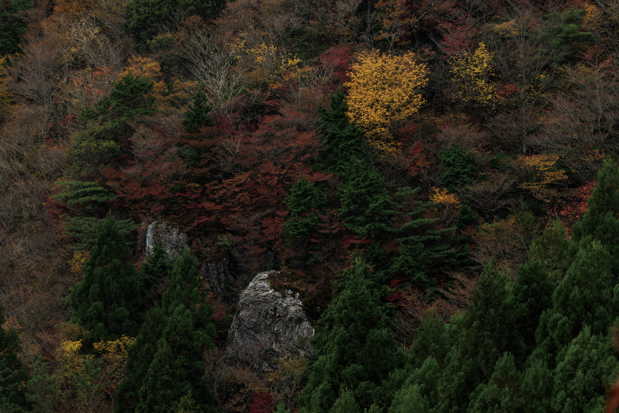 南まわりコース 秋の紅葉 - 写真集「into the forest : kuishi」