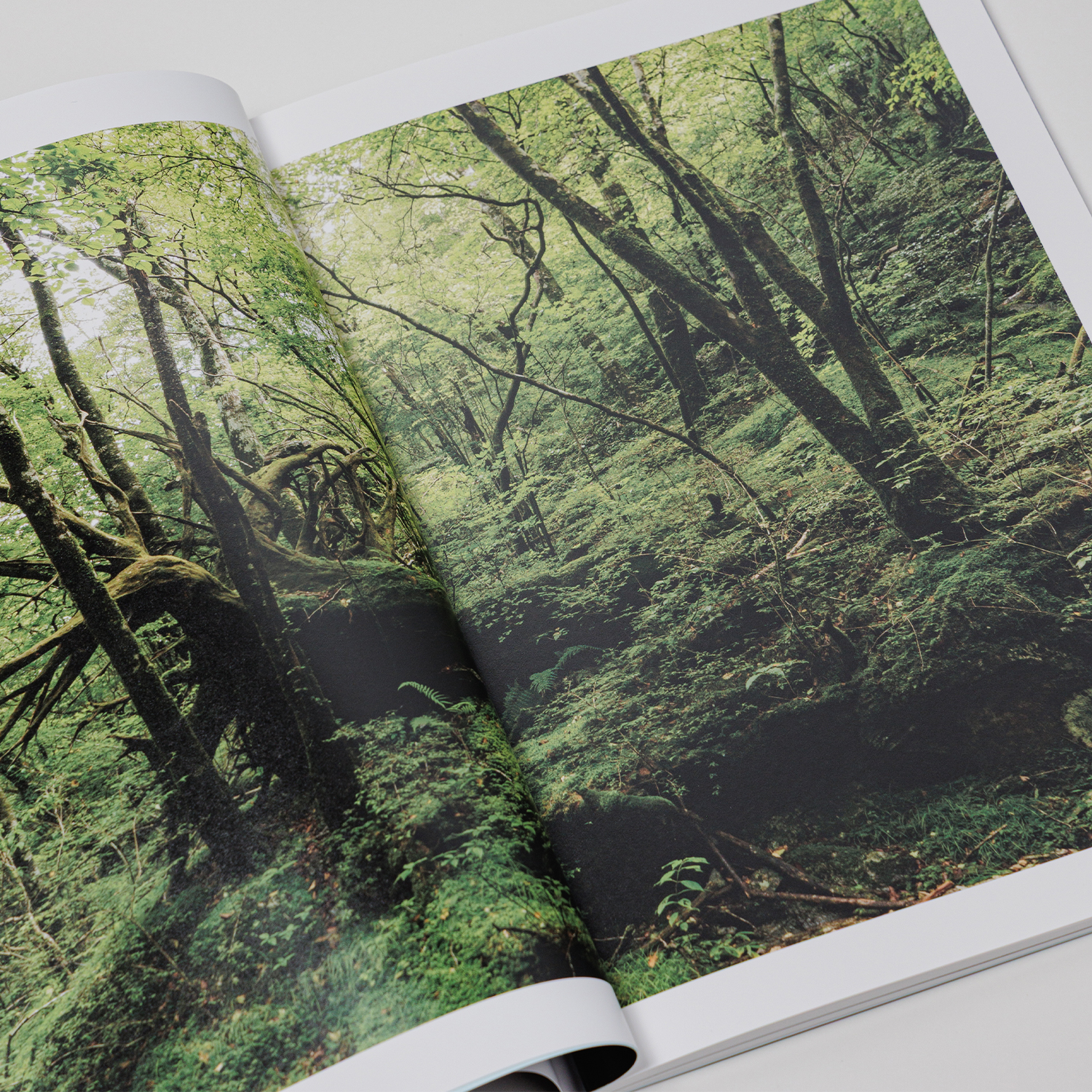 写真集「into the forest : kuishi」 内容サンプル
