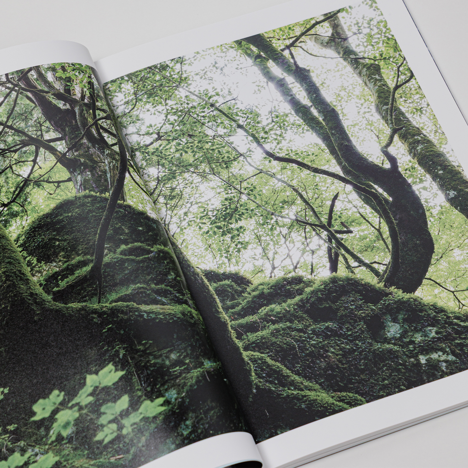 写真集「into the forest : kuishi」 内容サンプル