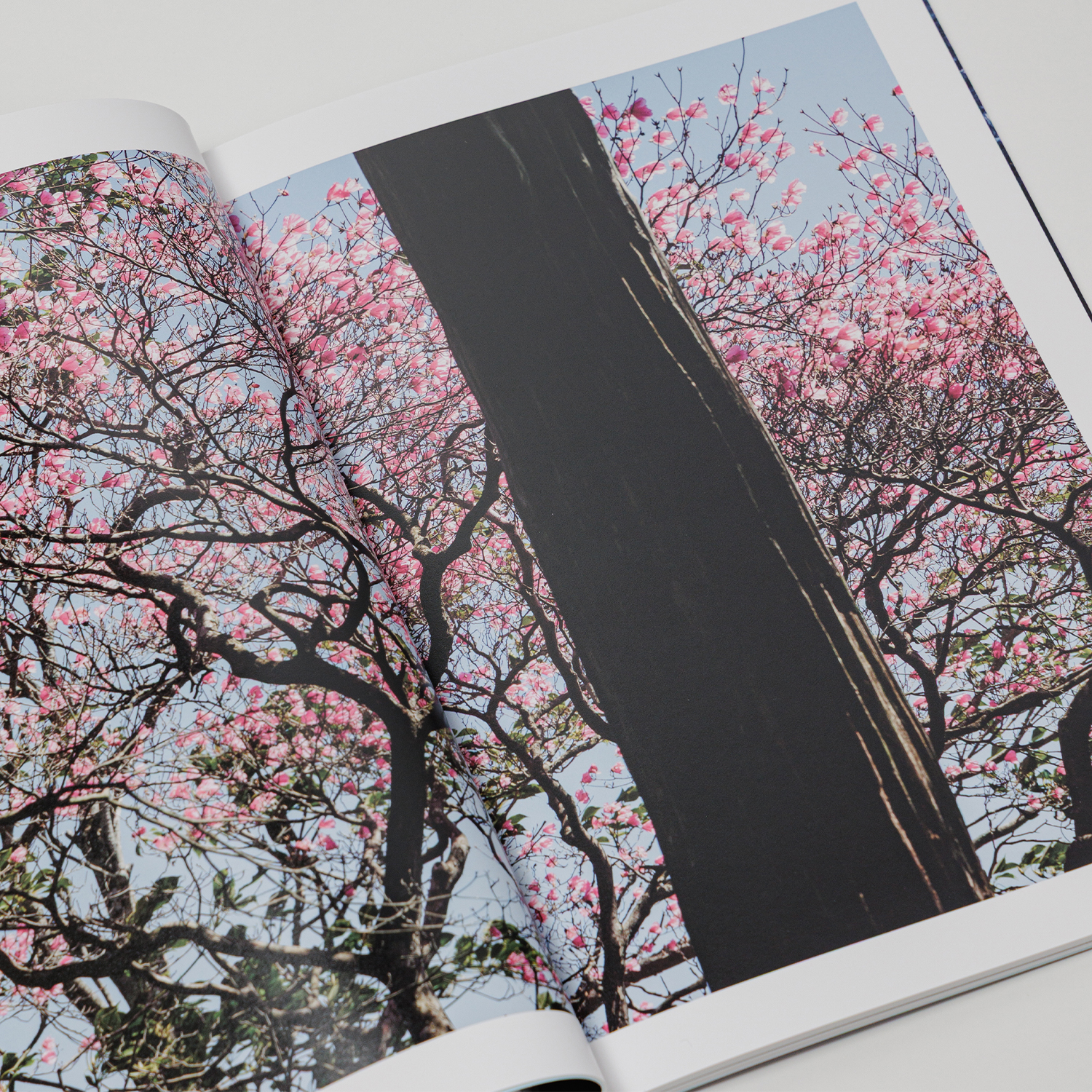 写真集「into the forest : kuishi」 内容サンプル
