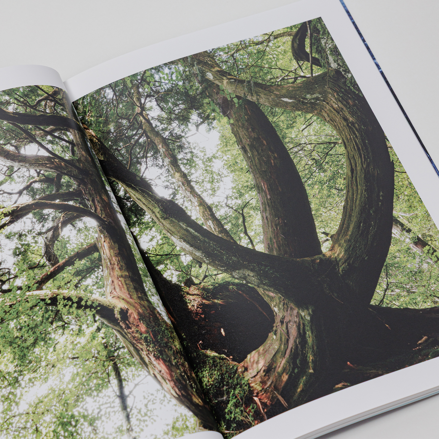 写真集「into the forest : kuishi」 内容サンプル