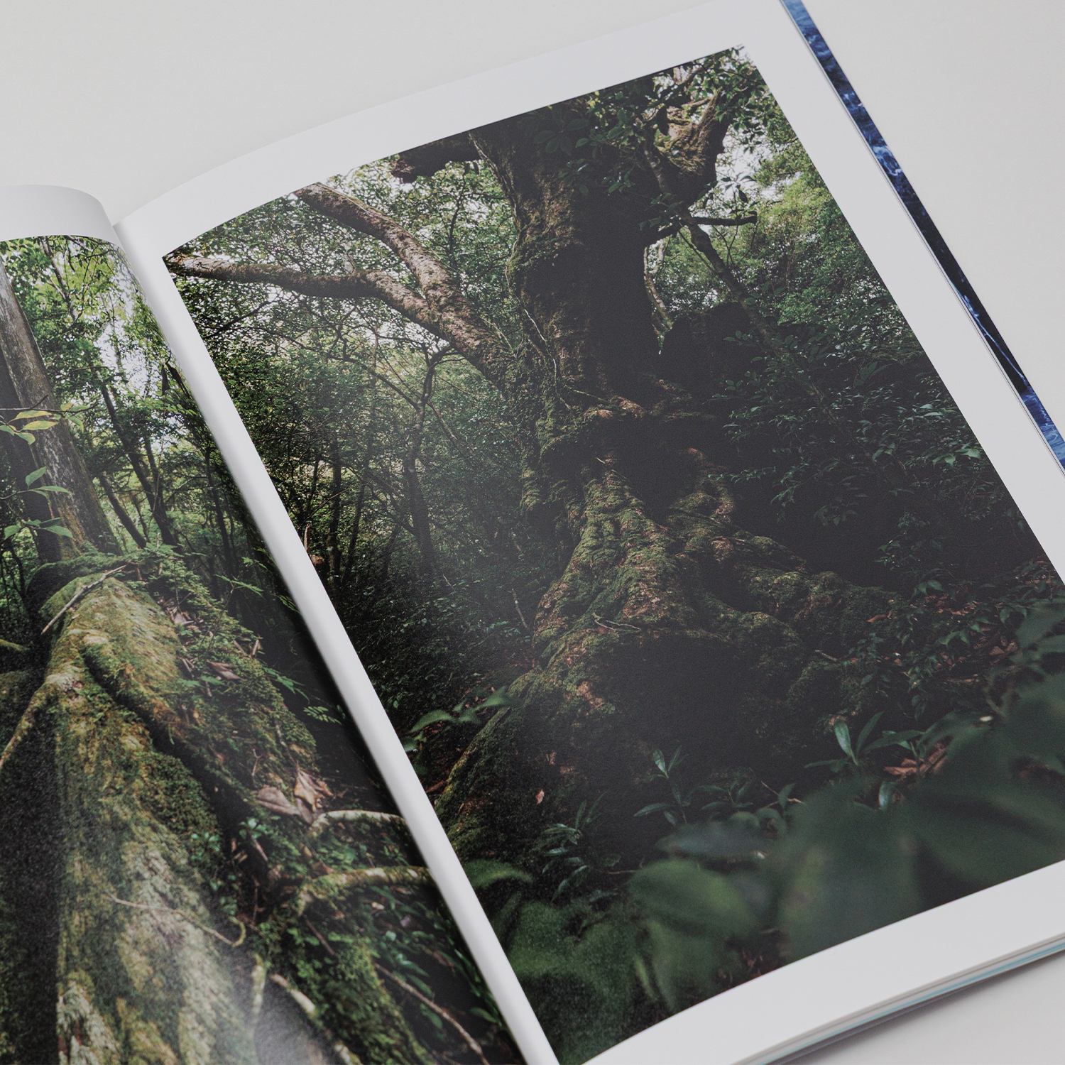 写真集「into the forest : kuishi」 内容サンプル