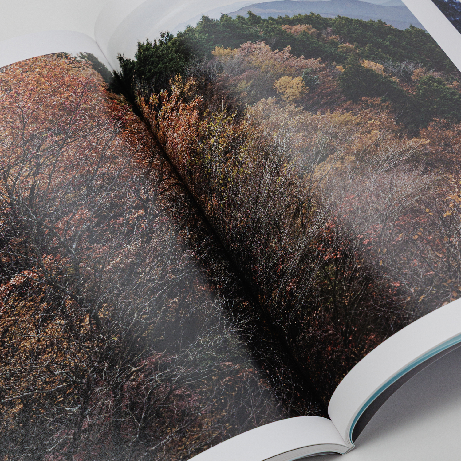 写真集「into the forest : kuishi」 内容サンプル