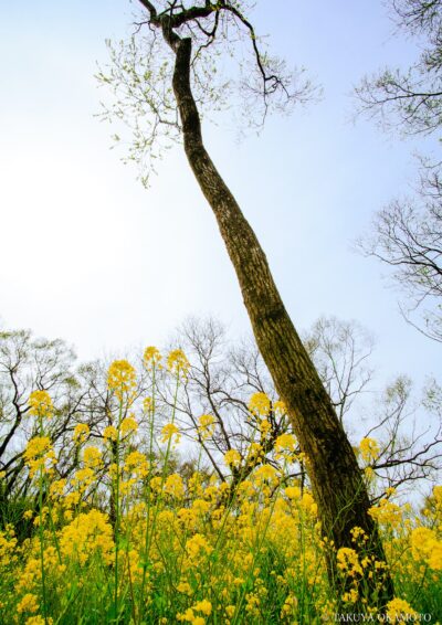 高知県四万十市 / 2015