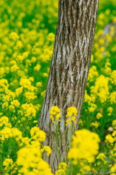 高知県四万十市 / 2015