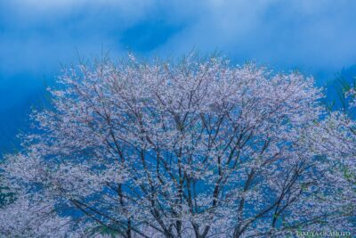 高知県仁淀川町 / 2015