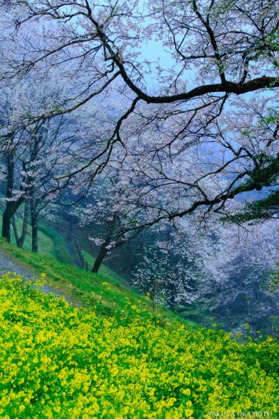 高知県仁淀川町 / 2015