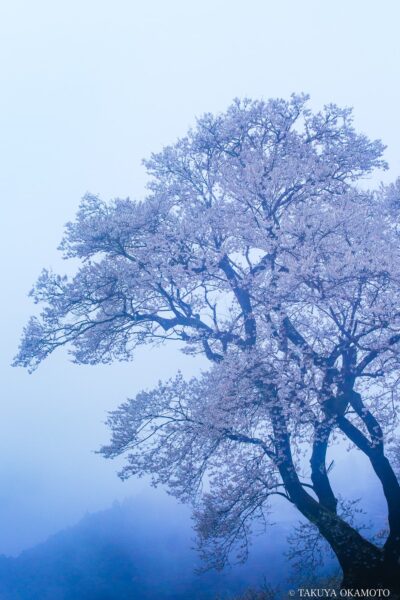 高知県仁淀川町 / 2015