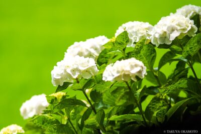 高知県香南市 / 2015