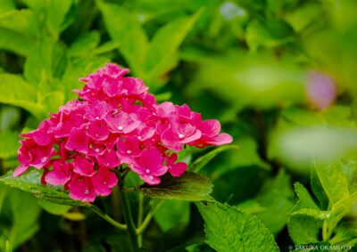 高知県香南市 / 2015