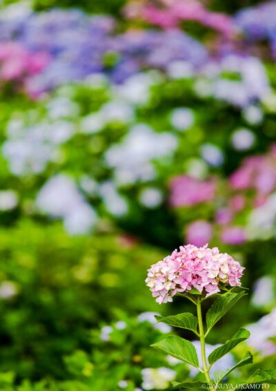 高知県香南市 / 2015
