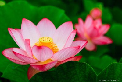 高知県土佐市 / 2015