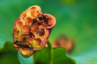 高知県土佐市 / 2015