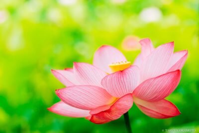 高知県土佐市 / 2015