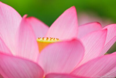 高知県土佐市 / 2015