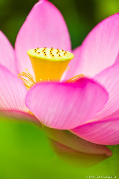 高知県土佐市 / 2015