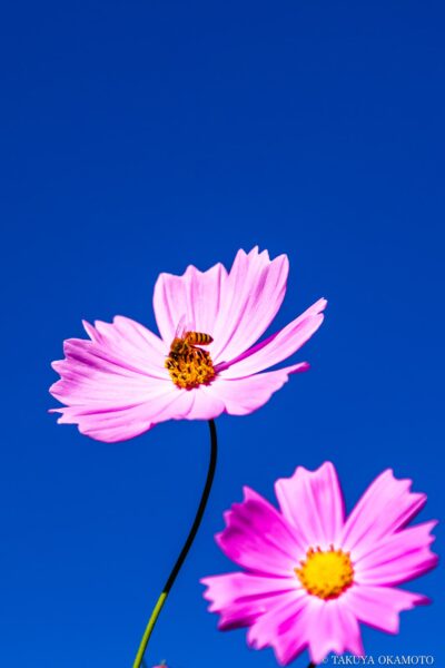 高知県越知町 / 2015