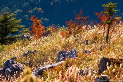 高知県津野町 / 2015