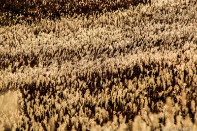 高知県津野町 / 2015