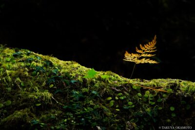 高知県香美市 / 2015