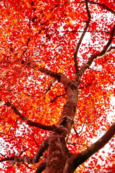 高知県高知市 / 2015