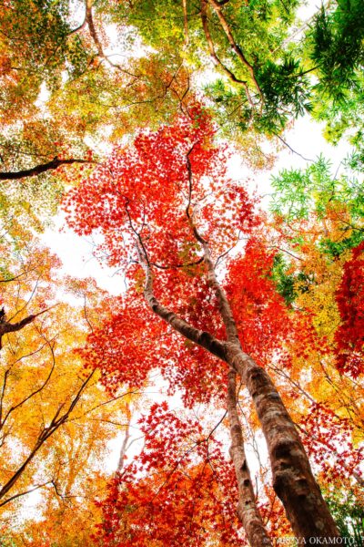 高知県高知市 / 2015