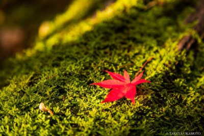 高知県高知市 / 2015