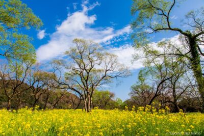 高知県四万十市 / 2016