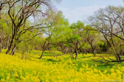 高知県四万十市 / 2016