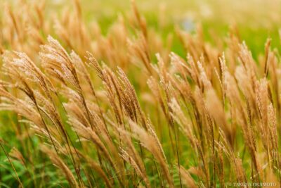 高知県津野町 / 2016