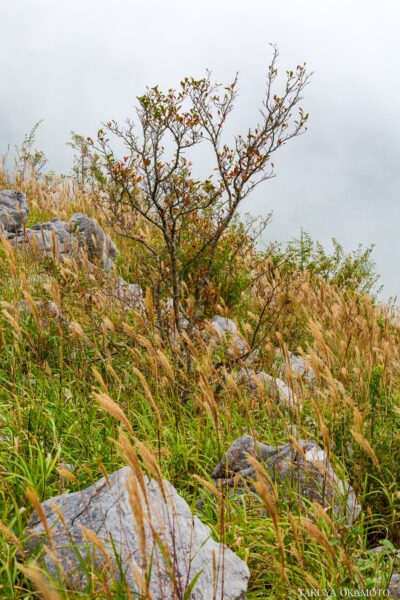 高知県津野町 / 2016