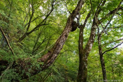 愛媛県西予市 / 2016
