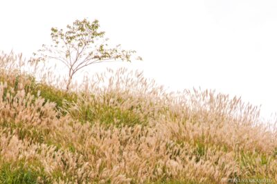 高知県津野町 / 2016