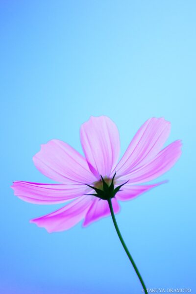 高知県越知町 / 2016