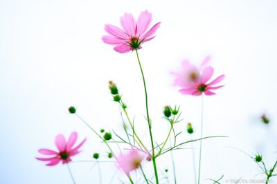 高知県越知町 / 2016