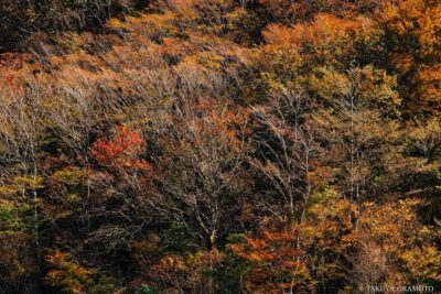 高知県香美市 / 2016