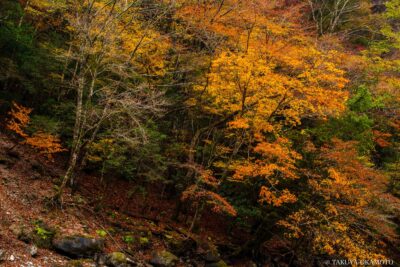 高知県香美市 / 2016