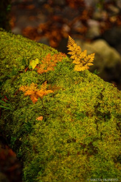 高知県香美市 / 2016