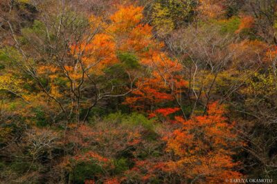 高知県香美市 / 2016