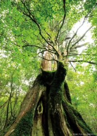 工石山 （高知県高知市）