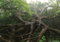 工石山 （高知県高知市）