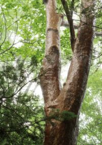 工石山 （高知県高知市）