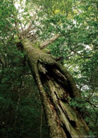 工石山 （高知県高知市）