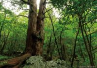 工石山 （高知県高知市）