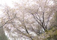 工石山 （高知県高知市）