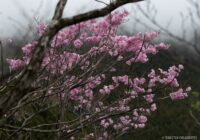 工石山 （高知県高知市）
